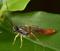 Dusona