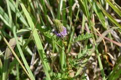 Dalea foliosa