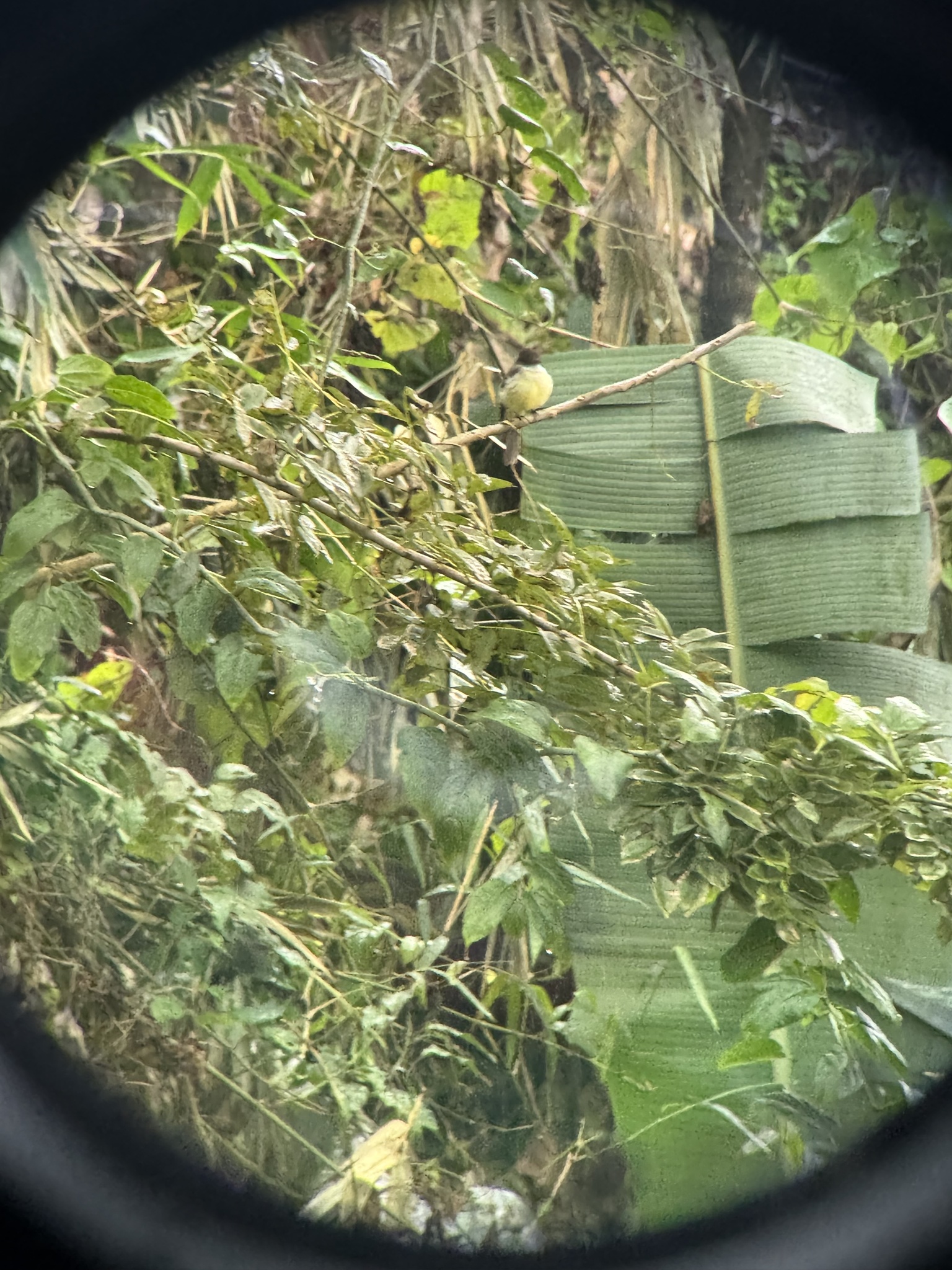 Sad Flycatcher (Myiarchus barbirostris), photo 2