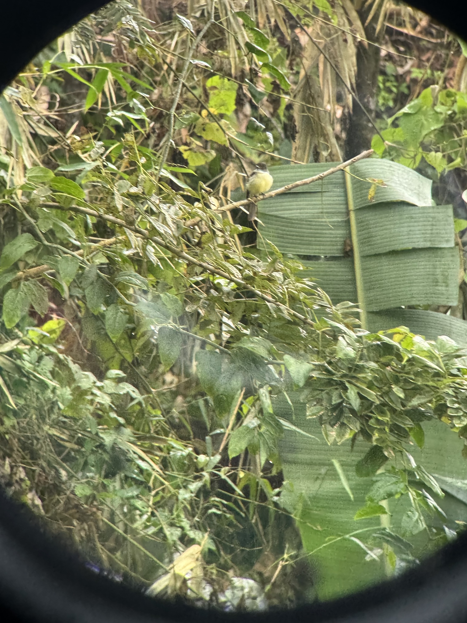 Sad Flycatcher (Myiarchus barbirostris), photo 3