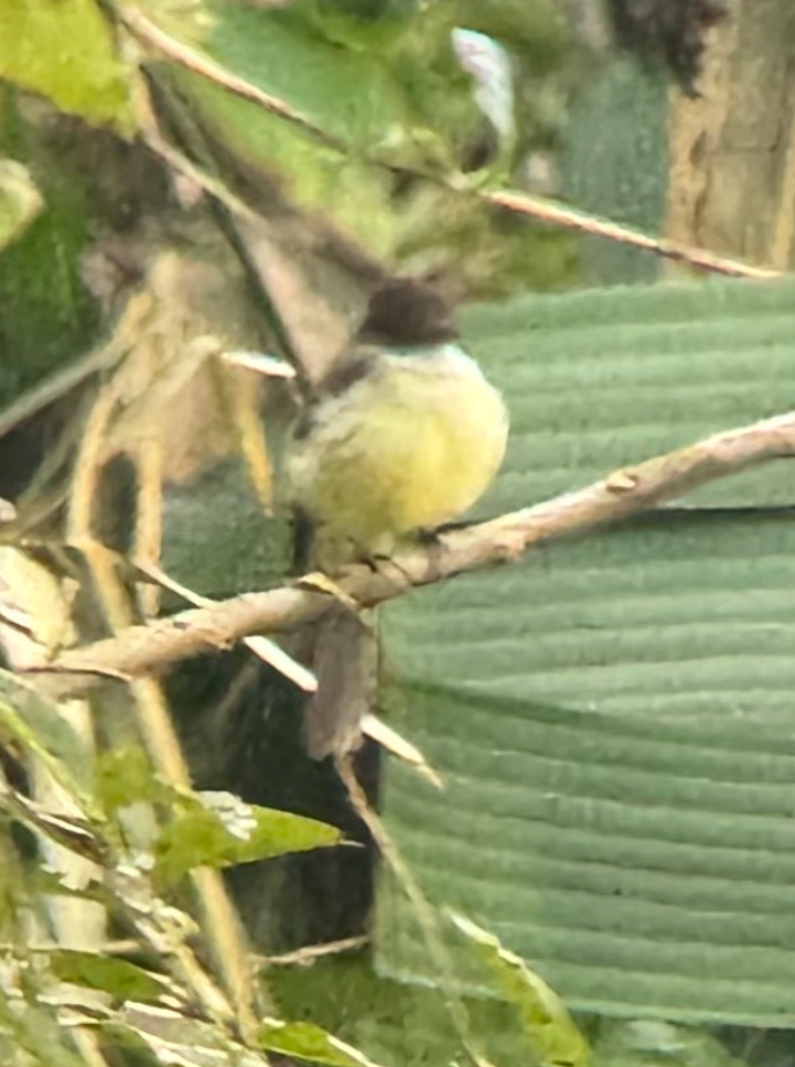 Sad Flycatcher (Myiarchus barbirostris), photo 1
