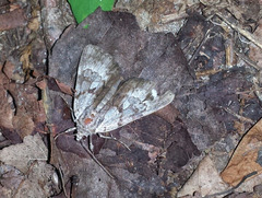 Catocala andromedae