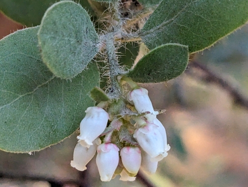 Image of Arctostaphylos nortensis by (c) Alexander Wentworth, some rights reserved (CC BY)