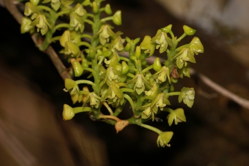 Polystachya concreta