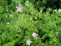 Geranium collinum