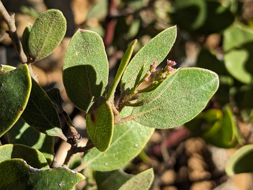 Image of Arctostaphylos hispidula by (c) Alexander Wentworth, some rights reserved (CC BY)
