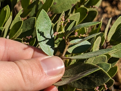 Image of Arctostaphylos hispidula by (c) Alexander Wentworth, some rights reserved (CC BY)