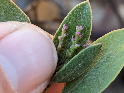 Image of Arctostaphylos hispidula by (c) Alexander Wentworth, some rights reserved (CC BY)