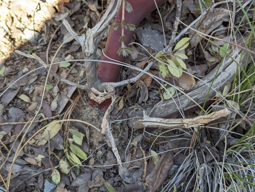 Image of Arctostaphylos hispidula by (c) Alexander Wentworth, some rights reserved (CC BY)