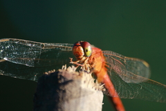 Crocothemis servilia
