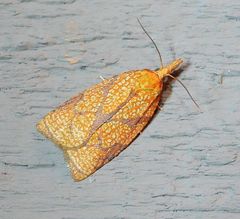 Cenopis reticulatana