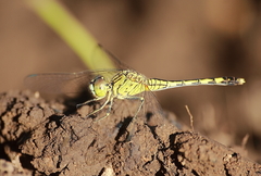 Diplacodes trivialis