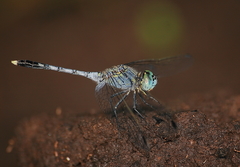 Diplacodes trivialis