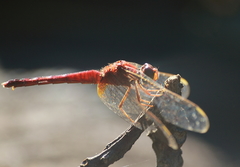 Crocothemis servilia