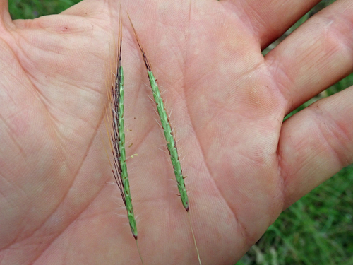 Image of Dichanthium sericeum by no rights reserved