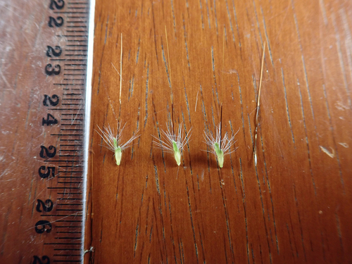 Image of Dichanthium sericeum by no rights reserved