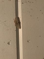 Iridopsis larvaria