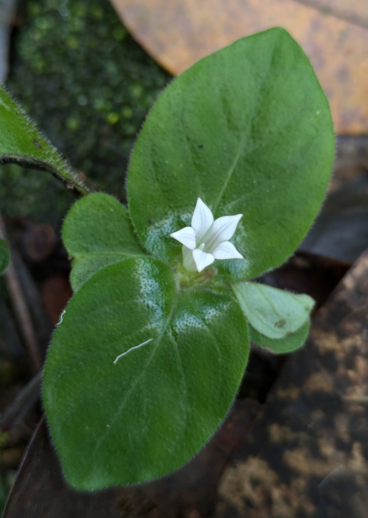 Spigelia pusilla