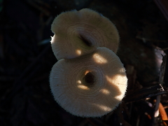 Fungi