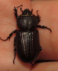 Hemiphileurus illatus