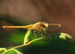Crocothemis servilia