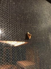 Tortricidia testacea