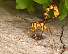 Megarhyssa greenei