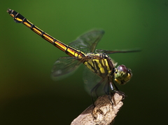 Potamarcha congener