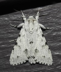Acronicta vulpina