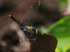 Diplacodes trivialis