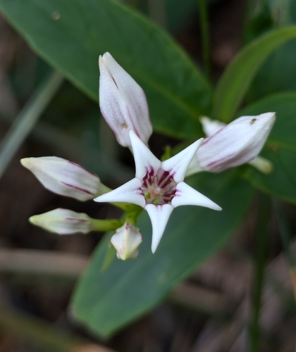 Spigelia amplexicaulis