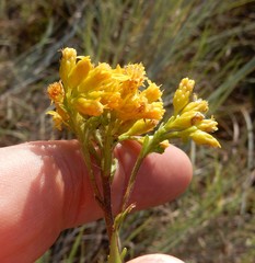 Euthamia gymnospermoides