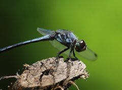 Potamarcha congener