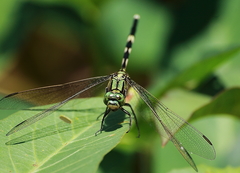 Orthetrum sabina