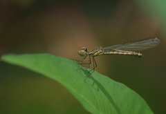 Libellago lineata