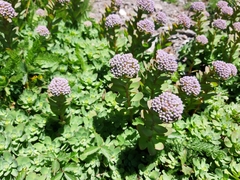Hylotelephium anacampseros