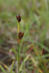 Juncus castaneus