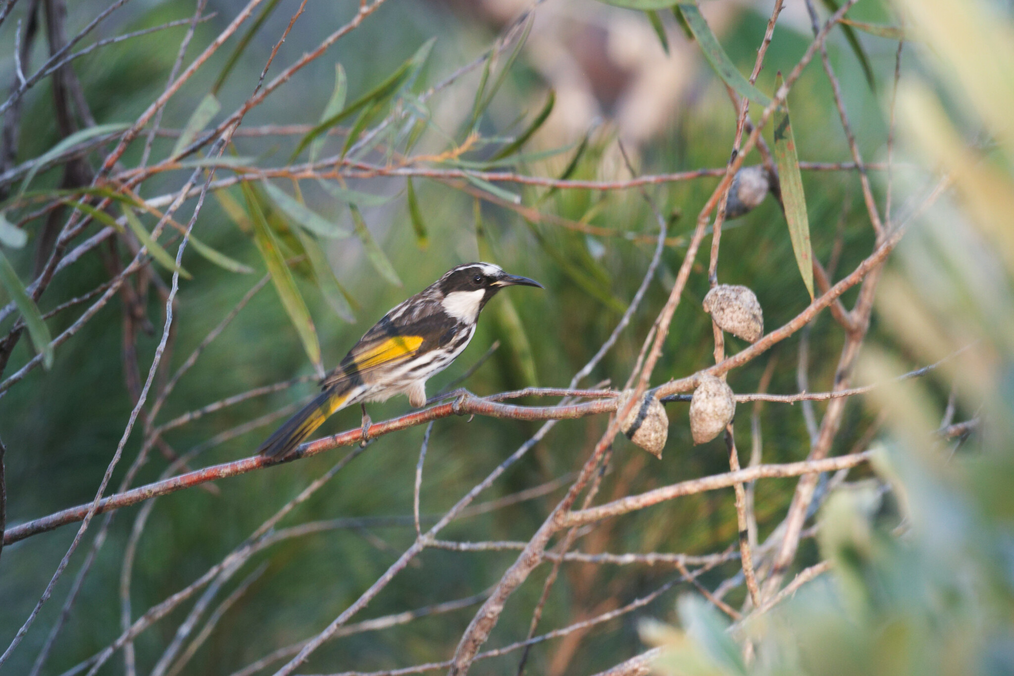 White-cheeked Honeyeater illustration