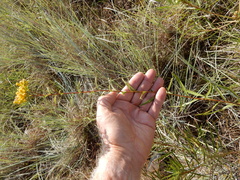 Euthamia gymnospermoides