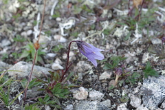 Campanula dasyantha