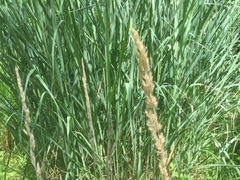 Calamagrostis × acutiflora