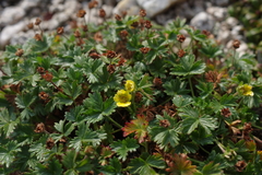 Potentilla elegans