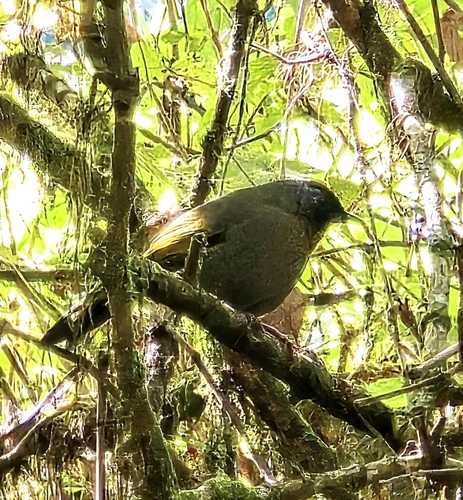 Silver-eared Laughingthrush (Trochalopteron melanostigma), photo 7