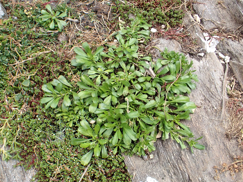 Scurvy Grass (Lepidium oligodontum)