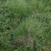 Carex lugens - Photo (c) Сергей Дудов,  זכויות יוצרים חלקיות (CC BY-NC), הועלה על ידי Сергей Дудов