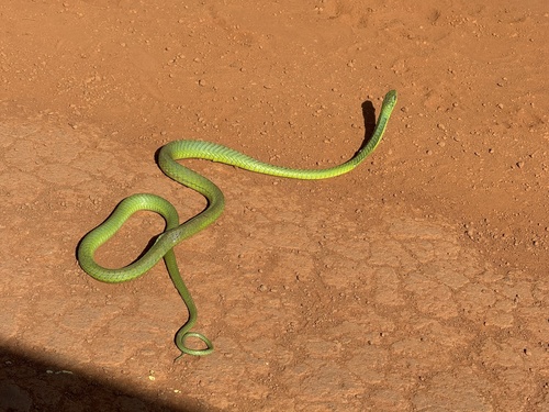 Boomslang