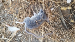 Peromyscus gambelii