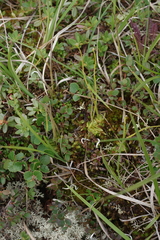 Pinguicula spathulata