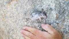Peromyscus gambelii