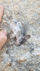 Peromyscus gambelii
